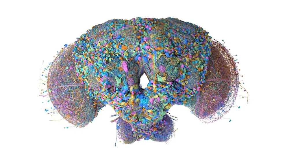 5 amazing visuals show how the male fruit fly’s brain map is advancing neuroscience